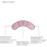 Розовый клиторальный вакуум-волновой массажер Irresistible Kissable