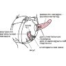 Реалистичный страпон Woman Midi с вагинальной пробкой - 19 см.